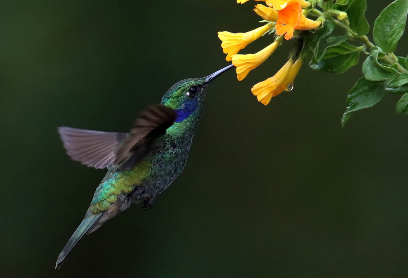 El colibrí en Monserrate - Paramuno
