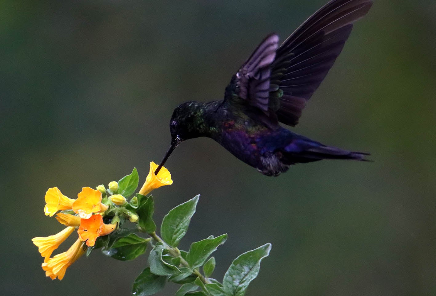 El colibrí en Monserrate - Paramuno