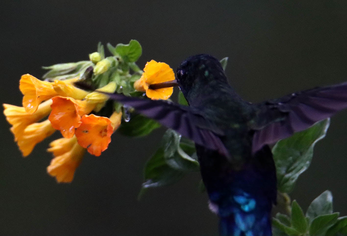 El colibrí en Monserrate - Paramuno