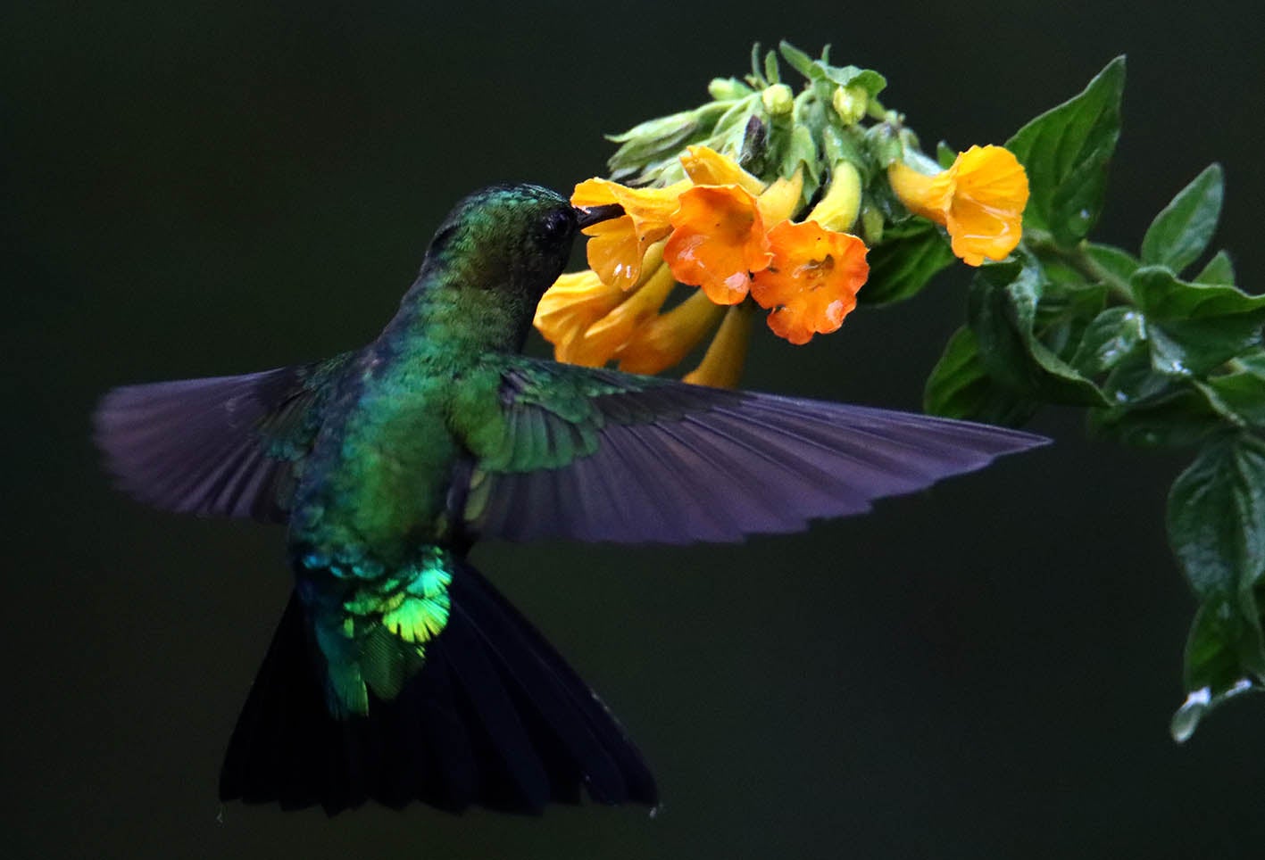 El colibrí en Monserrate - Paramuno