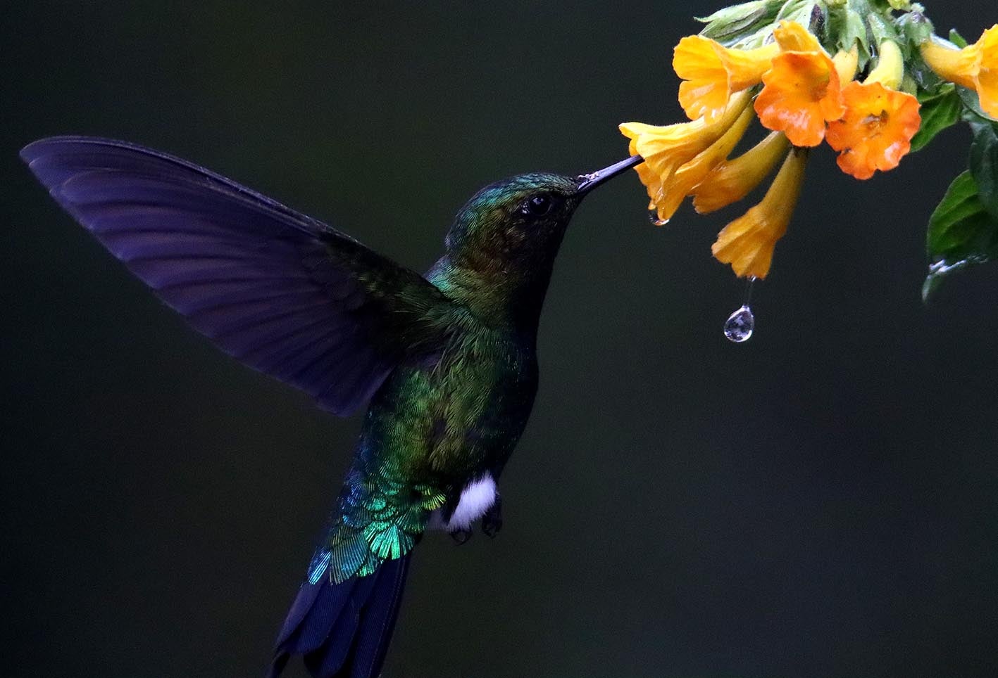 El colibrí en Monserrate - Paramuno