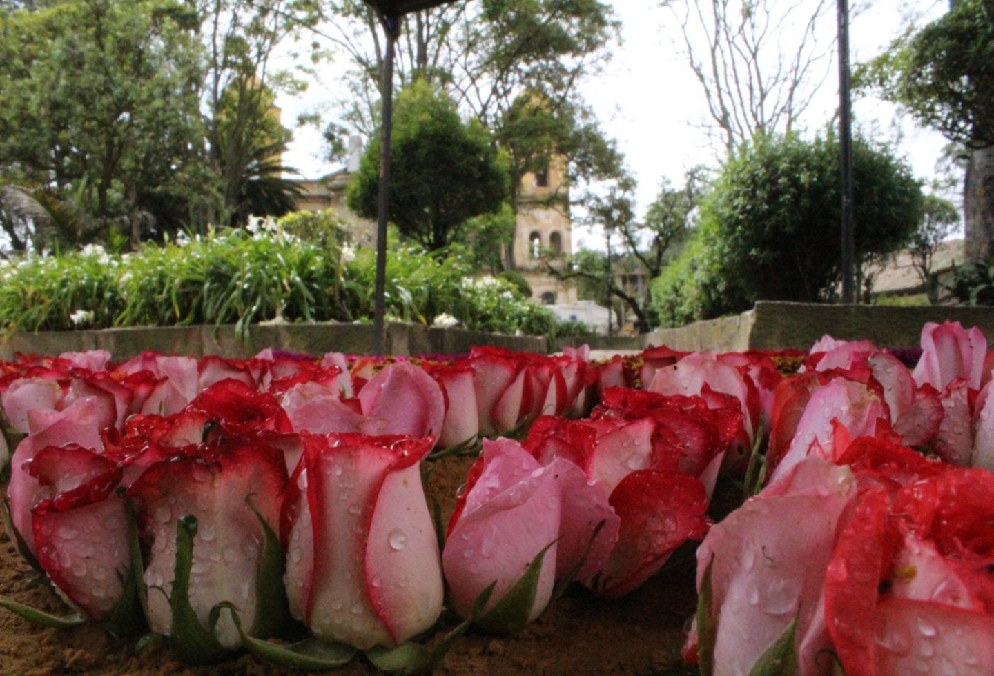 Madrid, Cundinamarca, celebrará su cumpleaños 461 con un festival de flores
