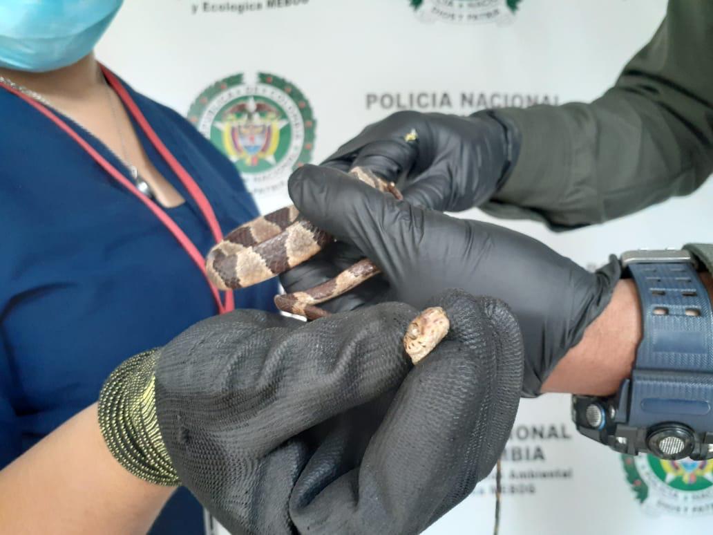 Culebra arborícola de cabeza de roma