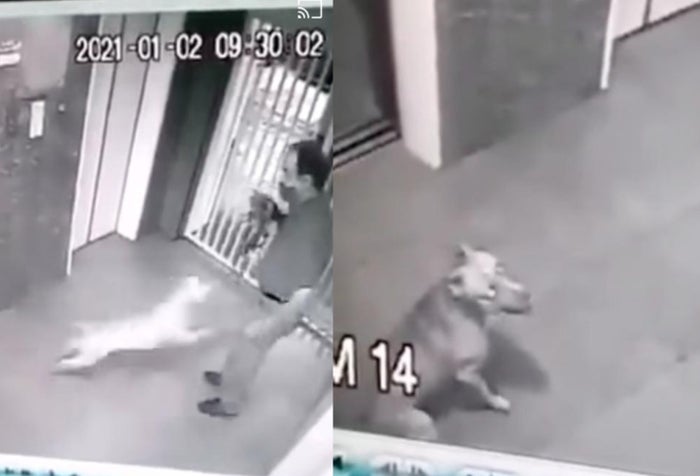 [Video] Pitbull atacó brutalmente a un perro y a su dueño