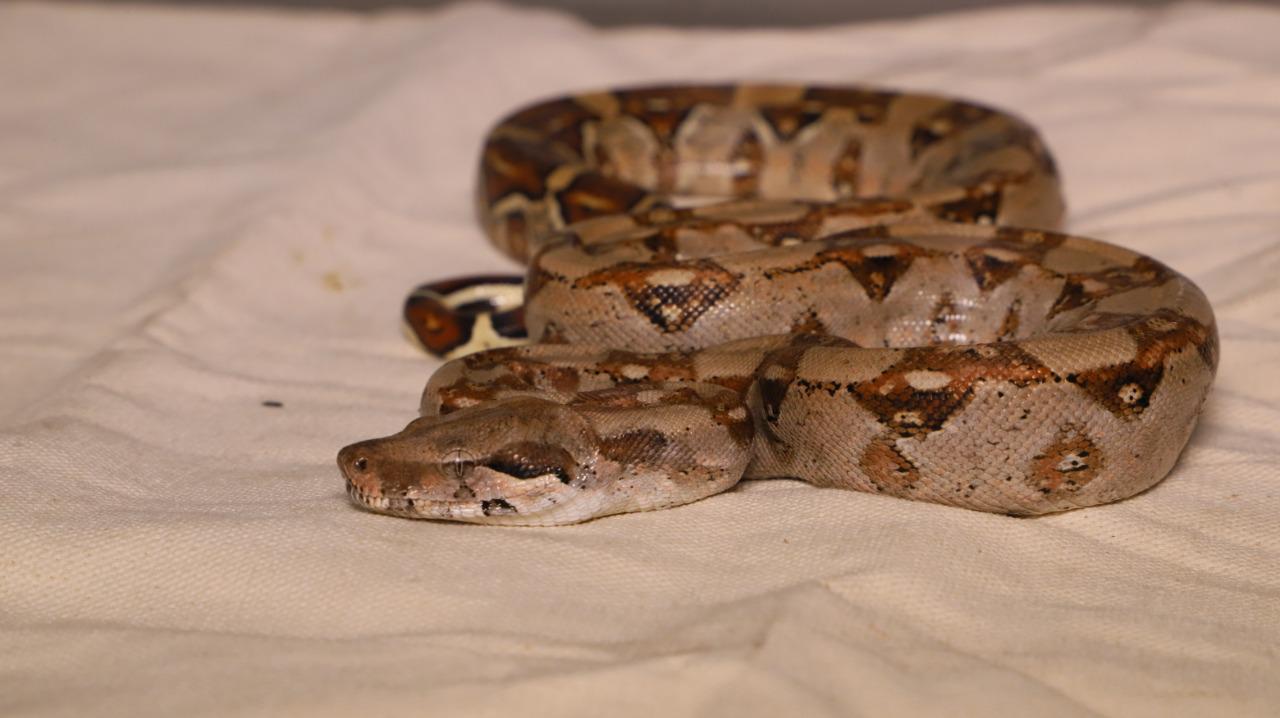 Especies recuperadas