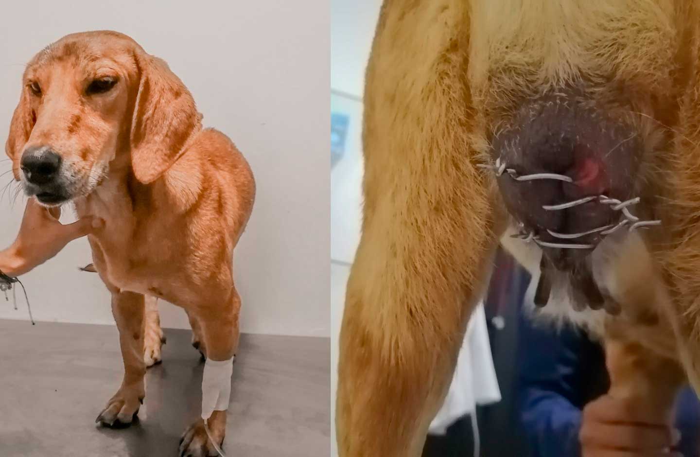 Maya, la perrita a la que le cosieron sus genitales con un alambre