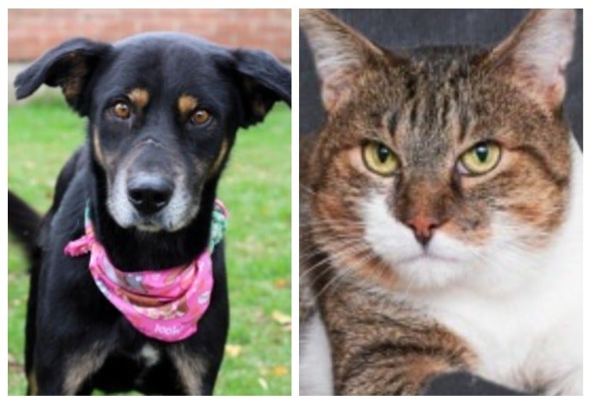 Adopción de mascotas en Bogotá