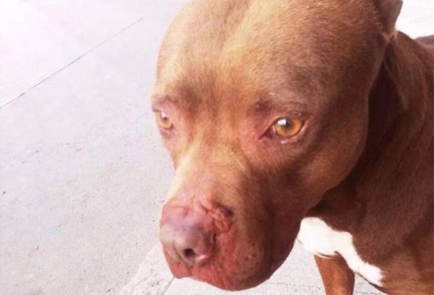 Policía mató a un perro en Kennedy de un balazo