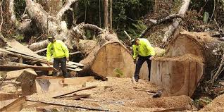 Tala de árboles en zona del Catatumbo