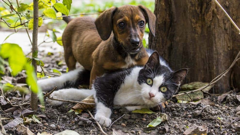 Mascotas- Imagen de referencia