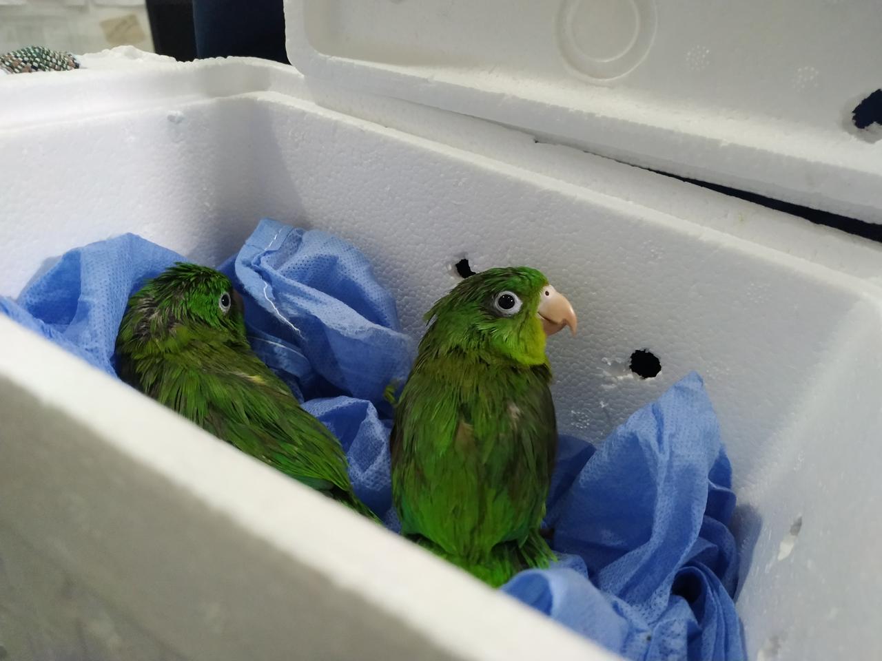 Pericos incautados en Terminal de Bogotá