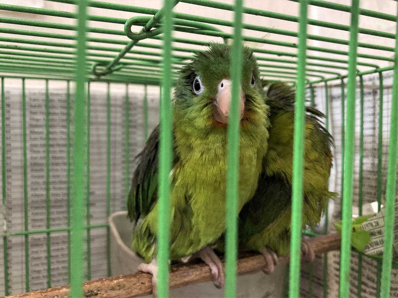 Pericos incautados en Terminal de Bogotá