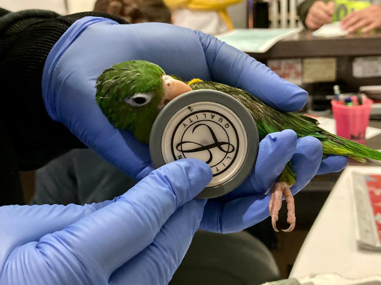 Pericos incautados en Terminal de Bogotá