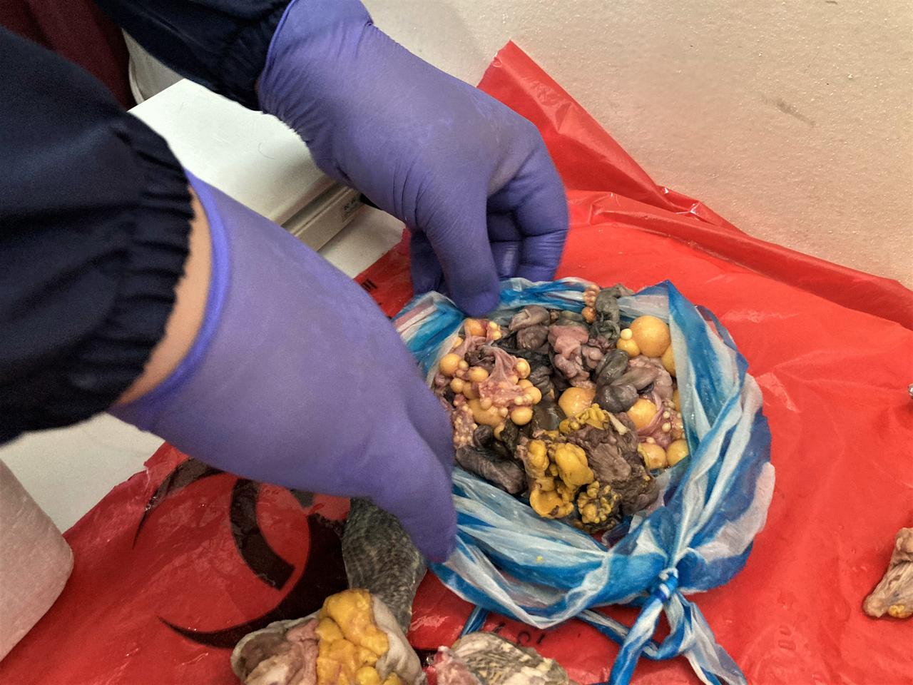 Tráfico de carne y huevos de tortuga