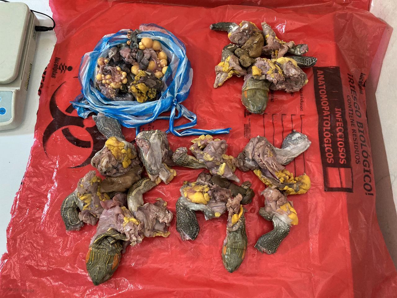 Tráfico de carne y huevos de tortuga