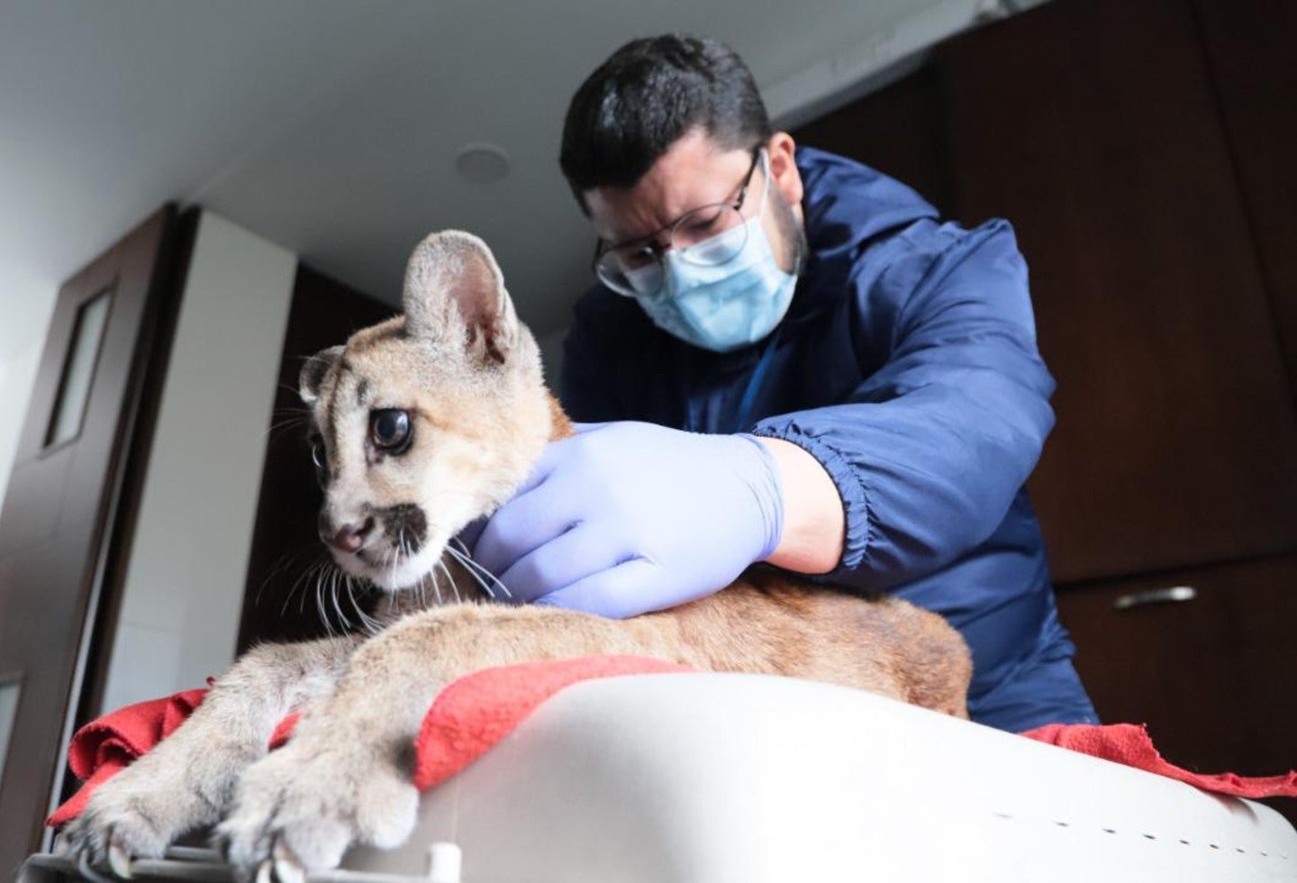 Puma incautado en Bogotá