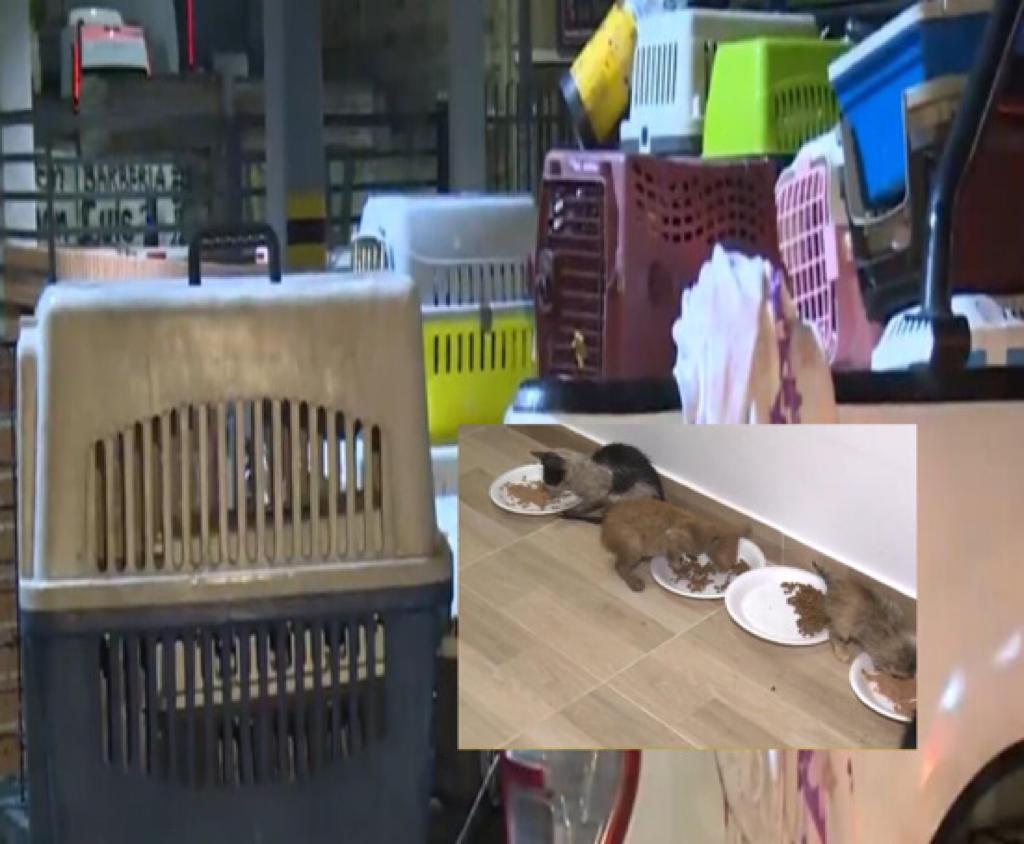 150 gatos fueron enviados a Bogotá
