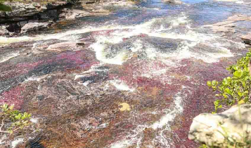 caño cristales en colombia