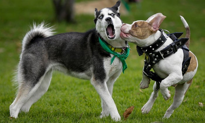 codigo de policia en colombia perros potencialmente peligrosos con póliza