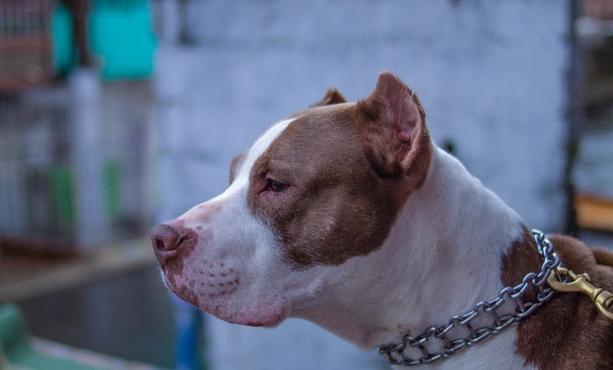 codigo de policia en colombia perros potencialmente peligrosos con póliza