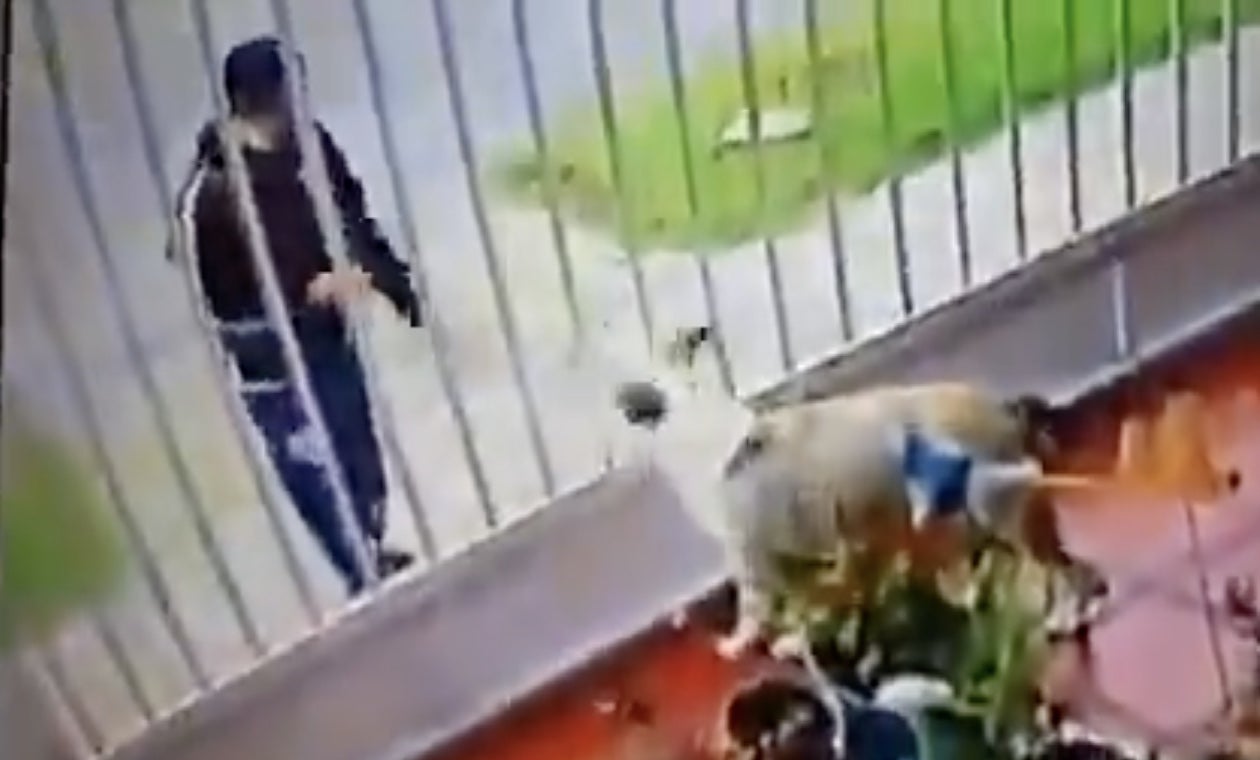 Perro es atacado con ácido