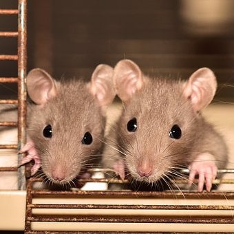 Plaga de ratas en el parque de la 93