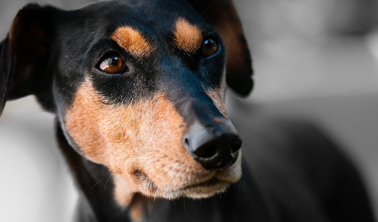 Perro sufrió fuerte agresión