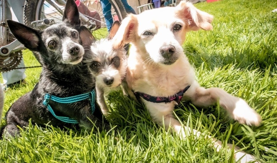 Animales domésticos