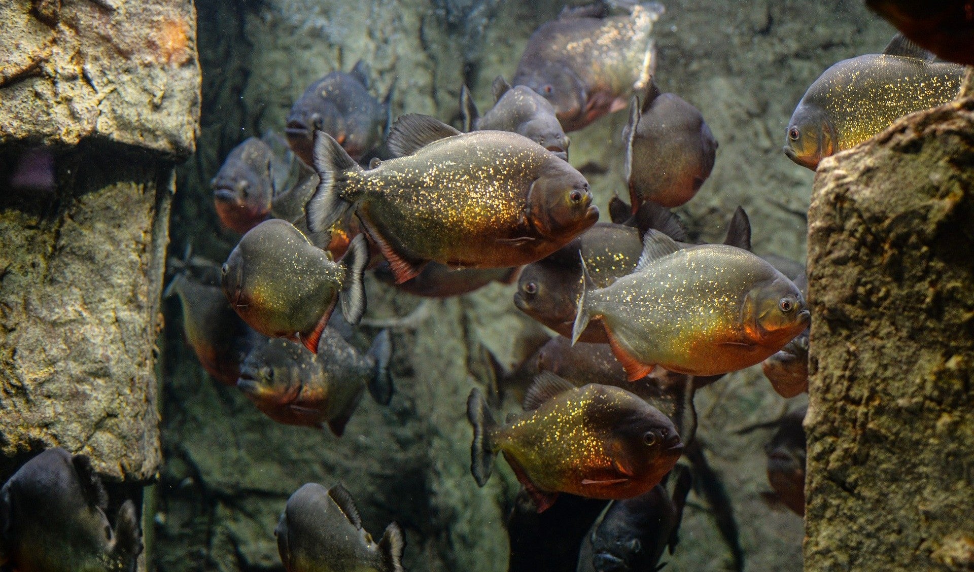 Hombre fue devorado por pirañas