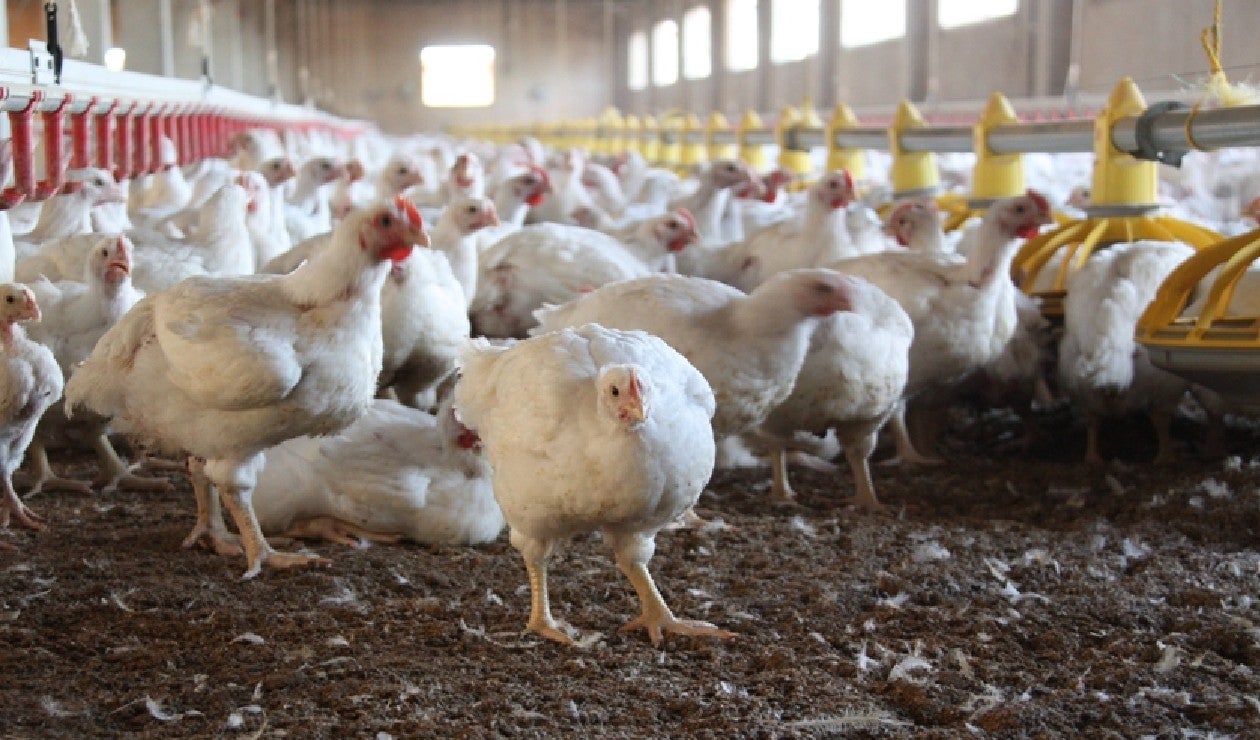 gripe aviar en Colombia