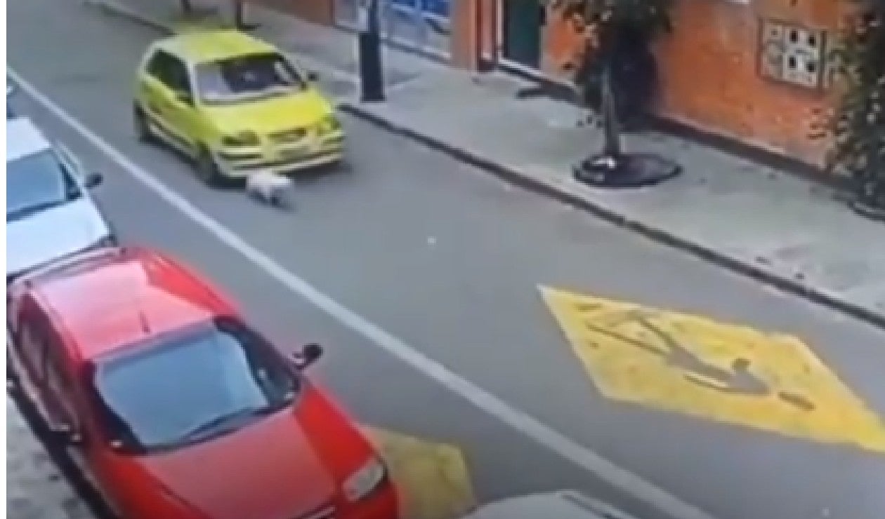 Taxista atropelló perrita
