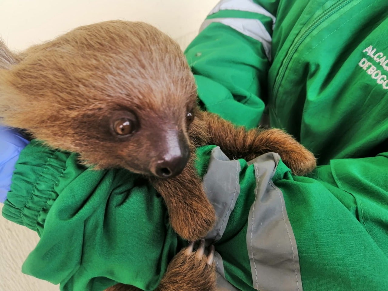 Oso perezoso rescatado en Bogotá