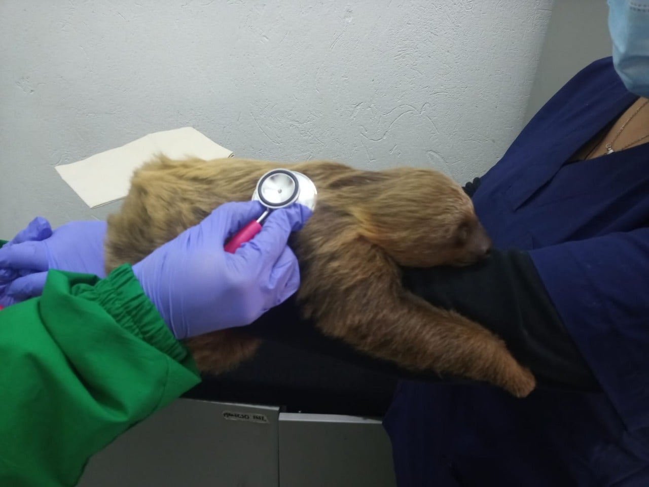 Oso perezoso rescatado en Bogotá