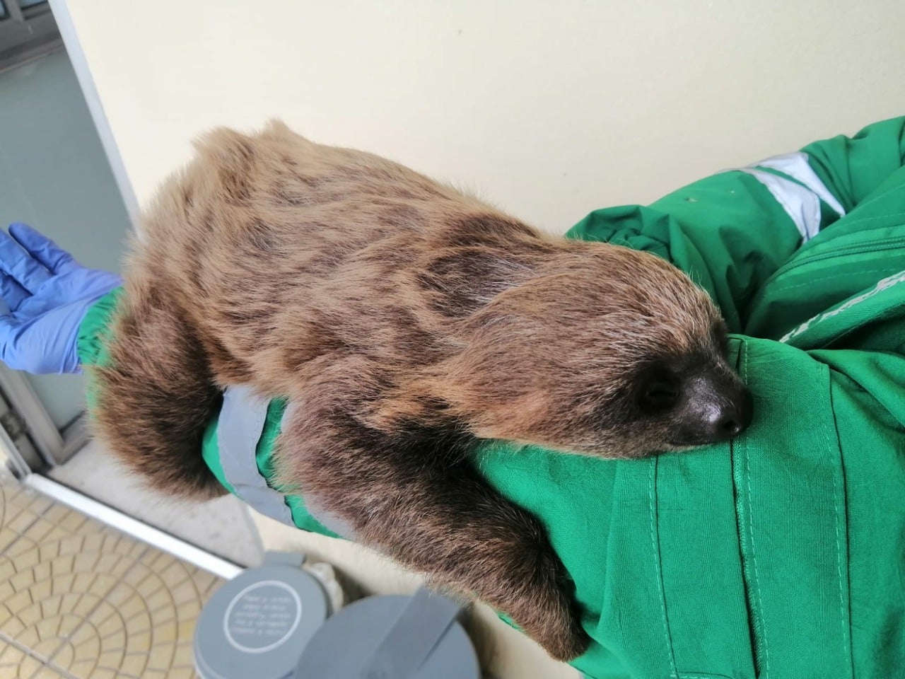 Oso perezoso rescatado en Bogotá