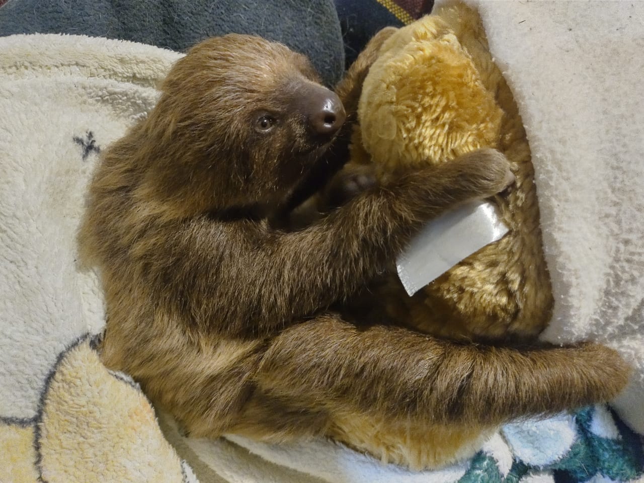 Oso perezoso rescatado en Bogotá