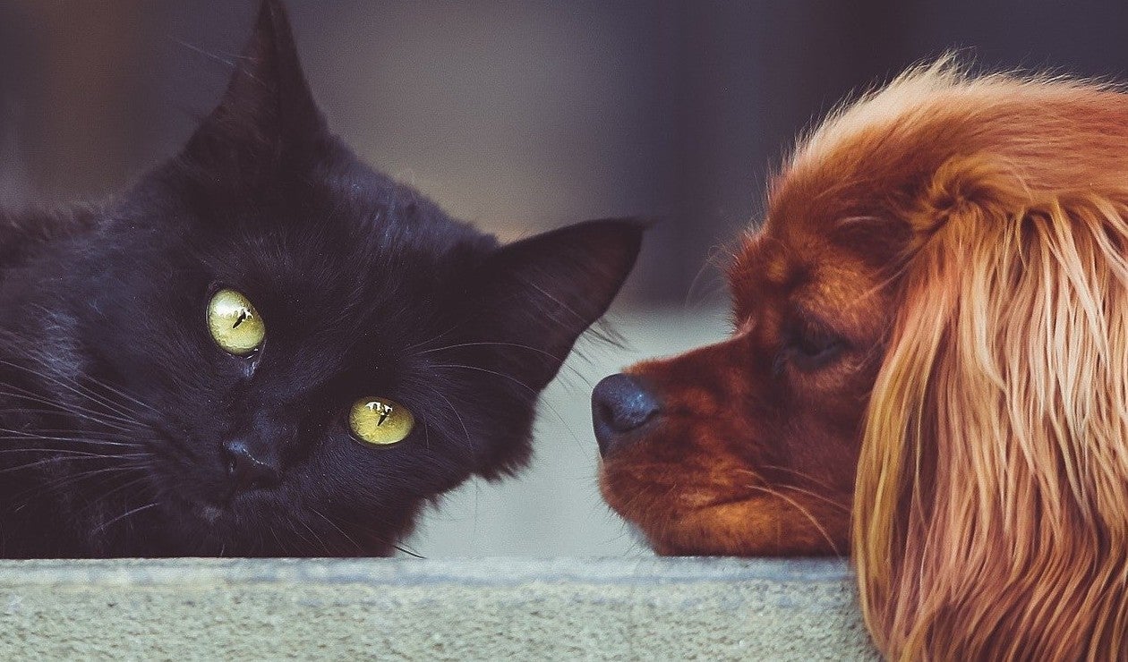 Estrategias para promover el cuidado de las mascotas