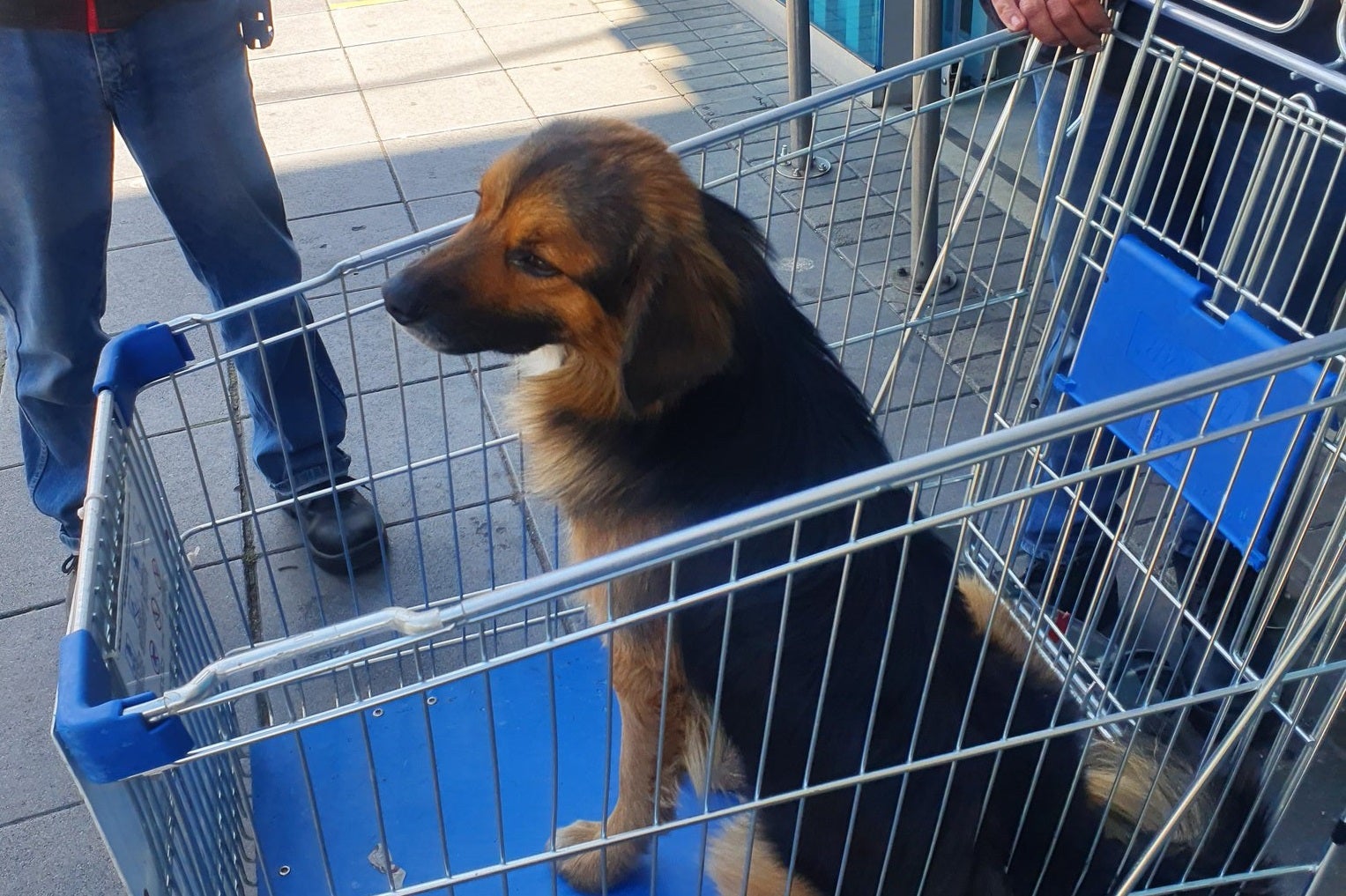 Perro abandonado en Homecenter