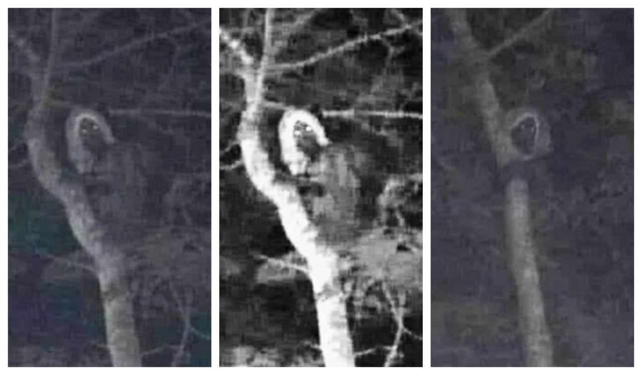 Aparece bruja en Usaquén