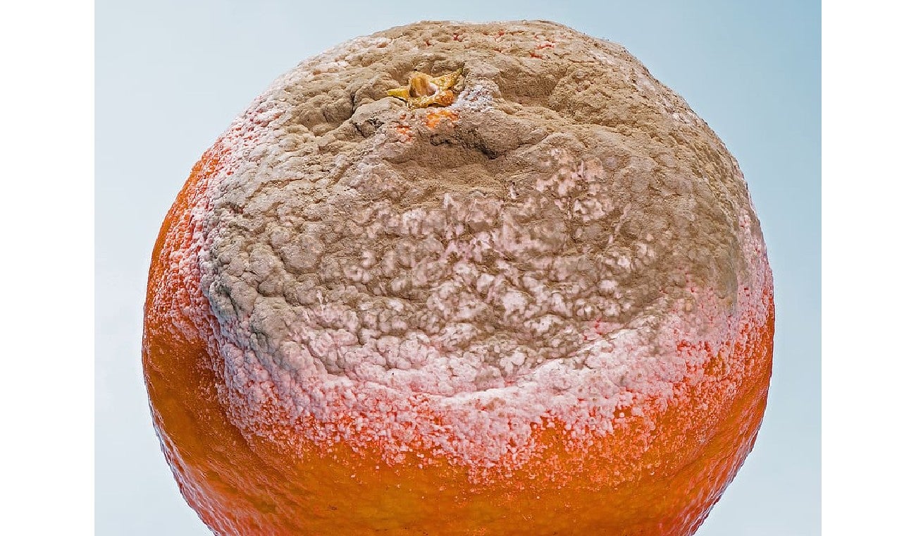 Cómo conservar las frutas y verduras