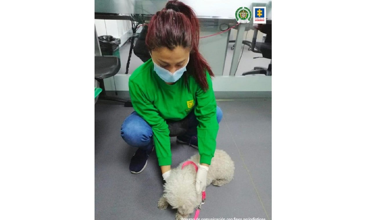 'Nina' perrita maltratada por su dueño