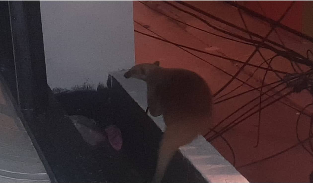 Oso hormiguero