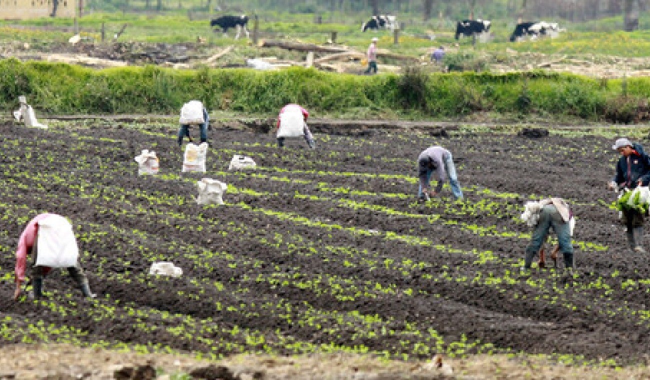 Picos de cosecha y cambio climático tienen altos los precios de la comida