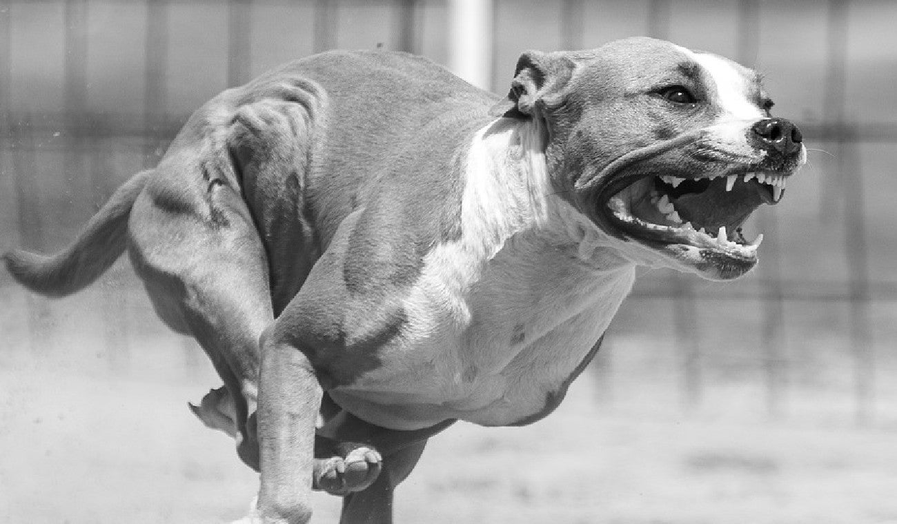 Pitbull mató a señora que defendía su perro