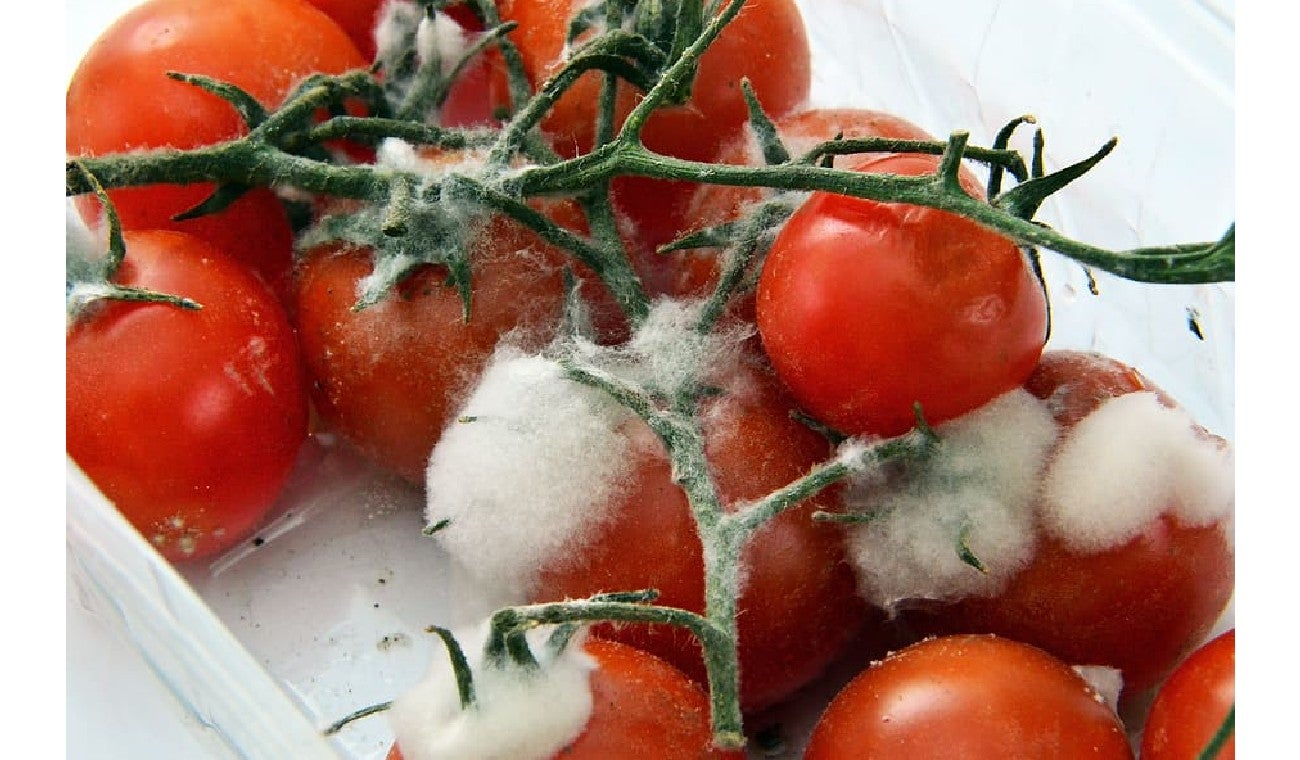 Cómo conservar las verduras para que no se dañen