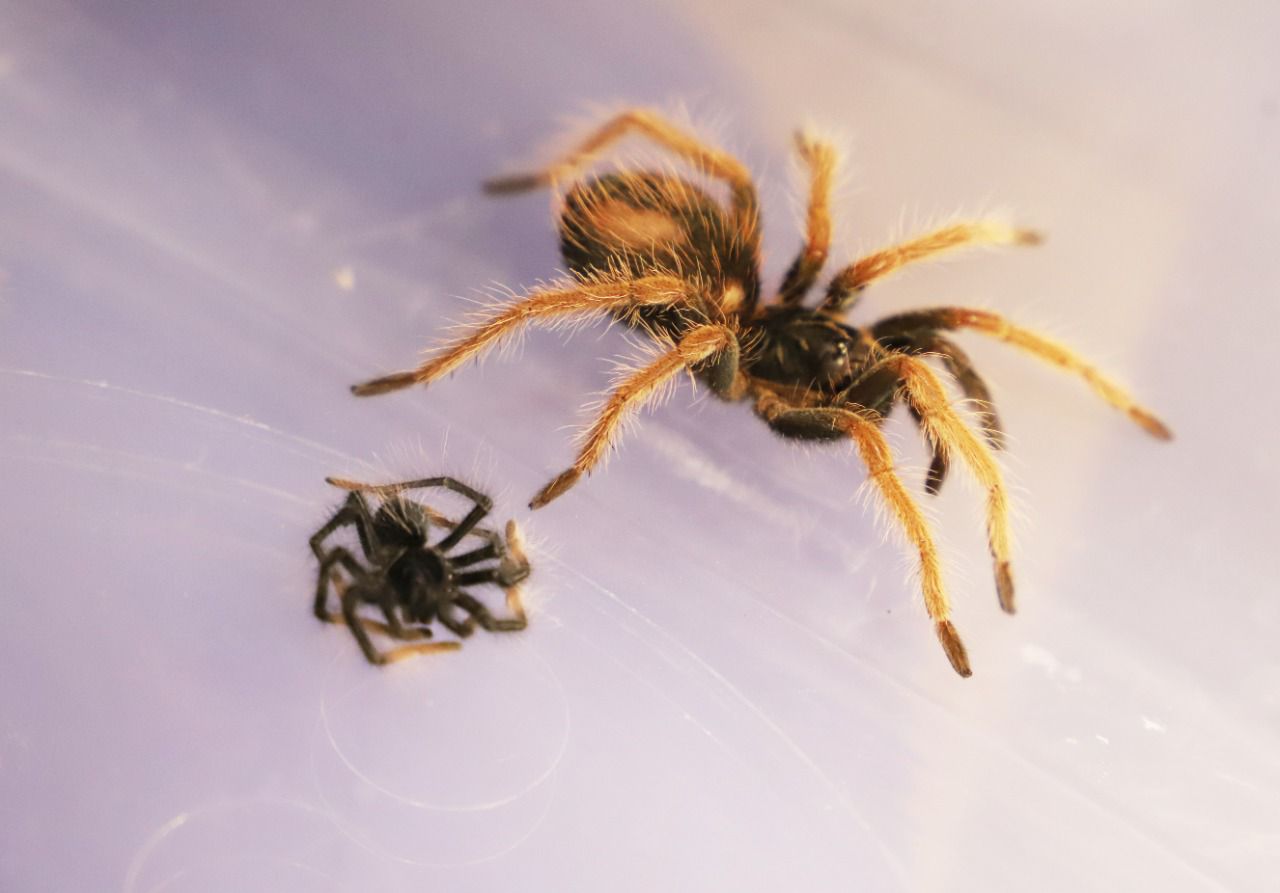 Arañas incautadas en el aeropuerto El Dorado
