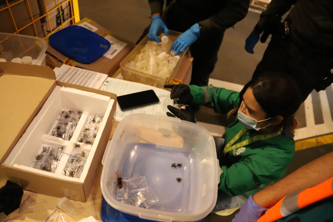 Arañas incautadas en el aeropuerto El Dorado