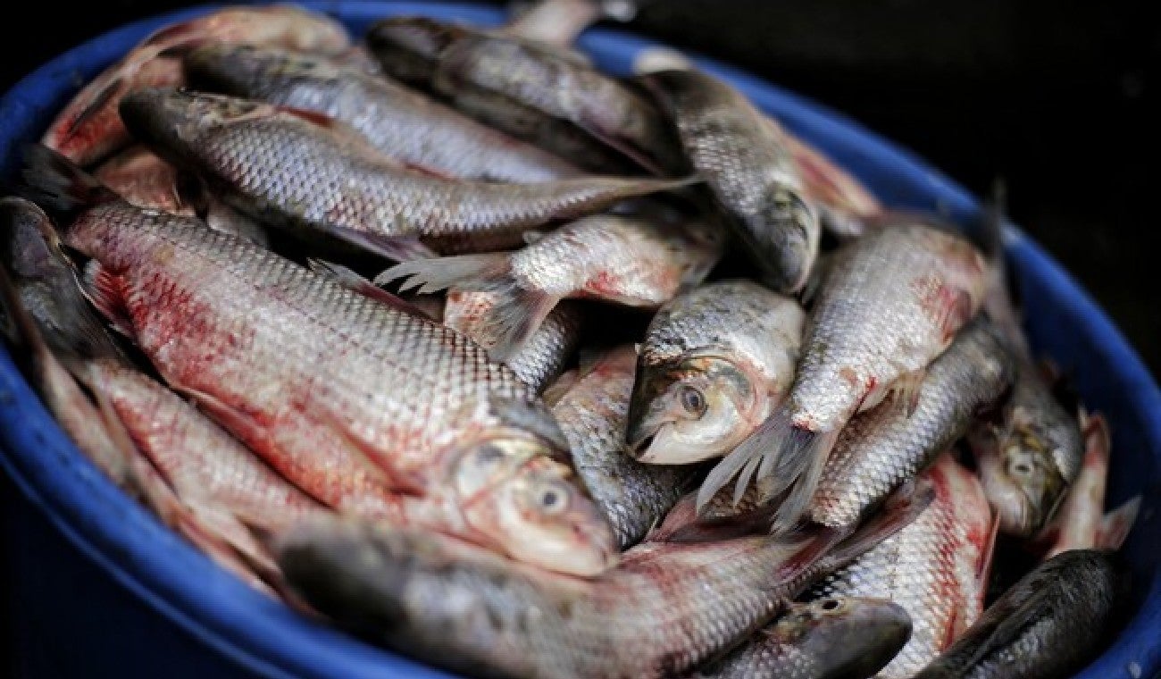 Alta oferta de pescado en Semana Santa