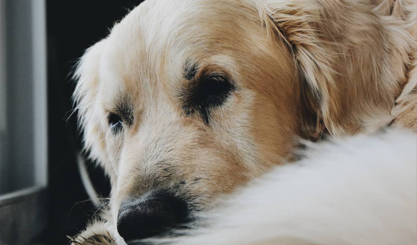 Mujer le lanzó agua caliente a un perrito solo porque le orinó la basura