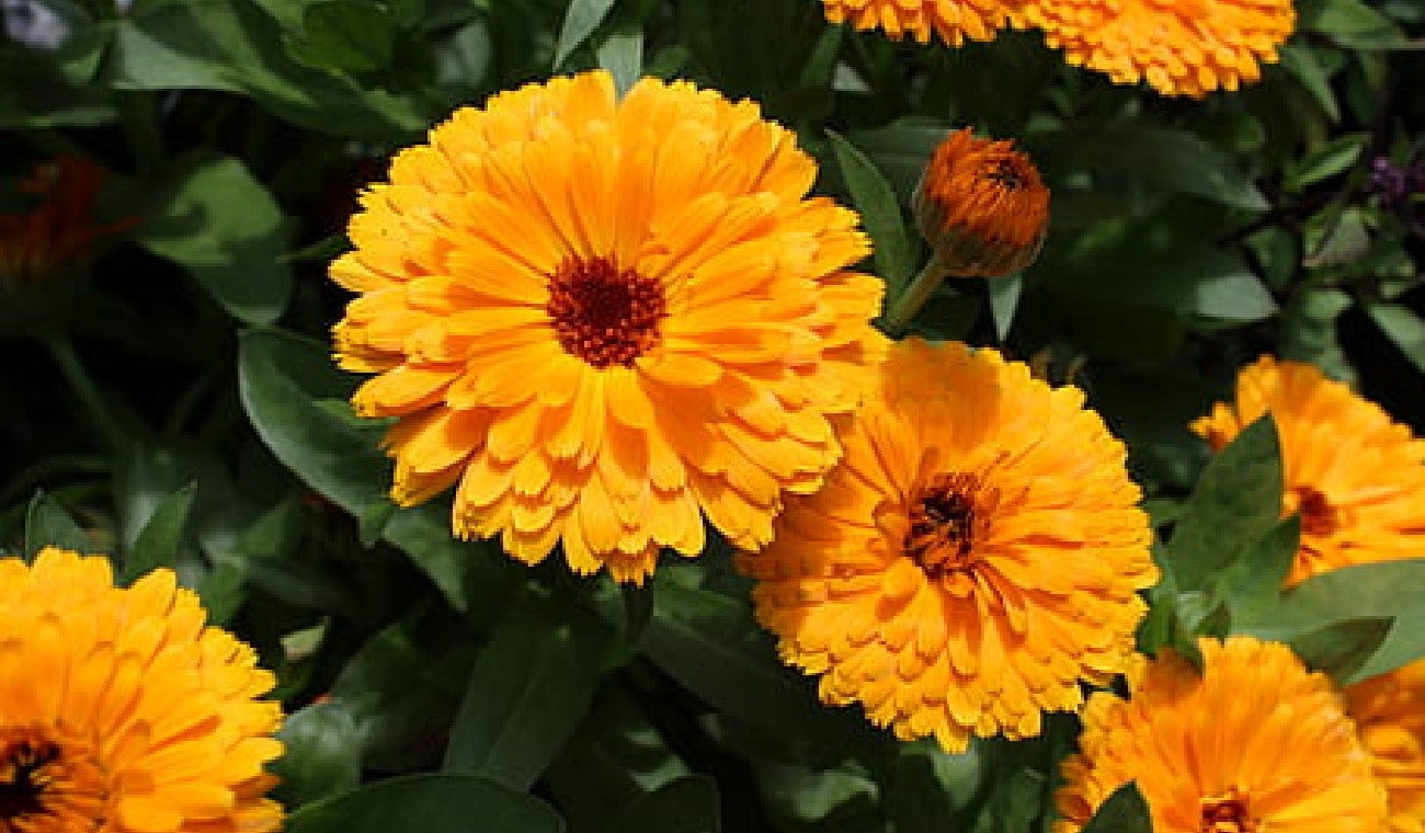 Beneficios de la caléndula