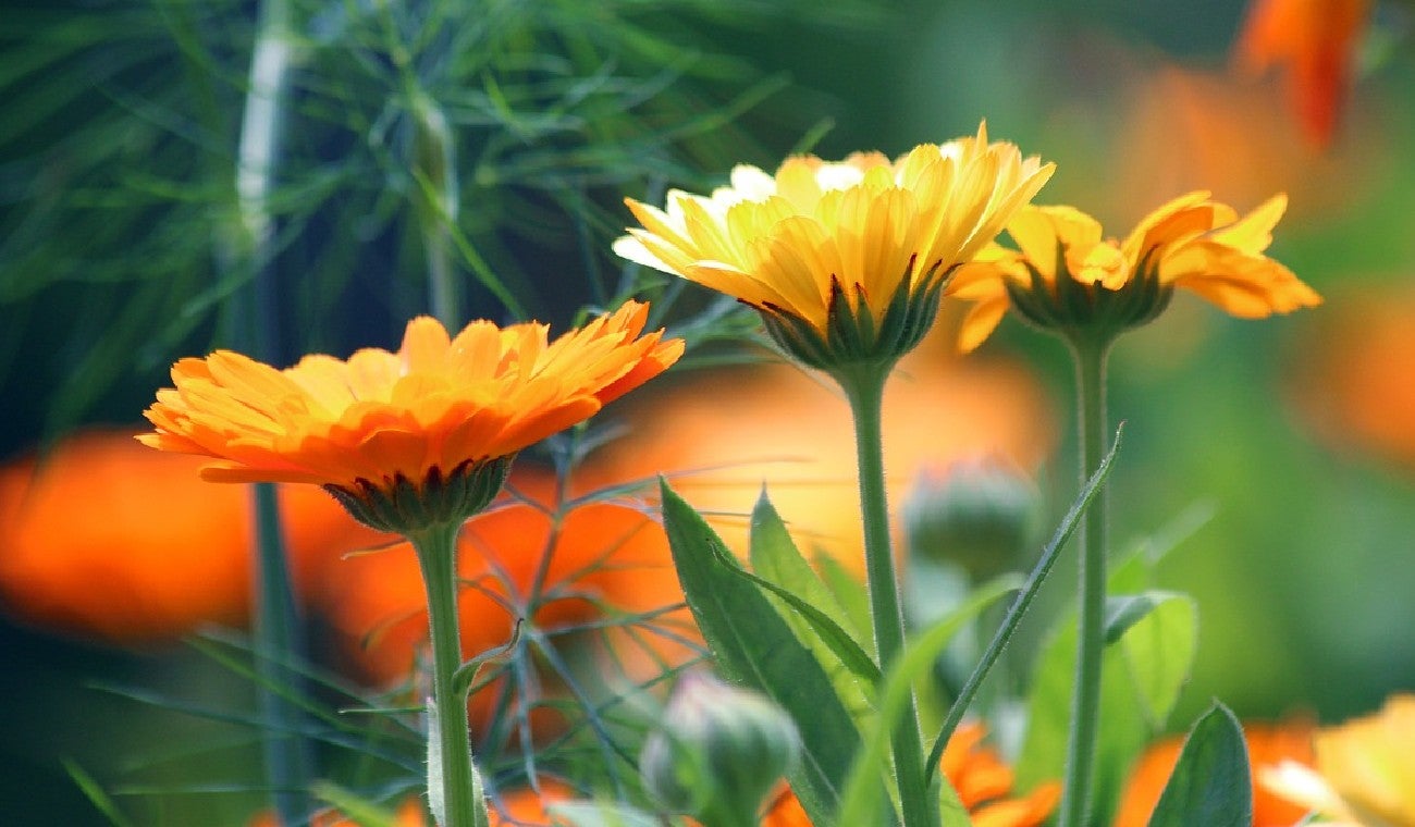 Para qué sirve la caléndula